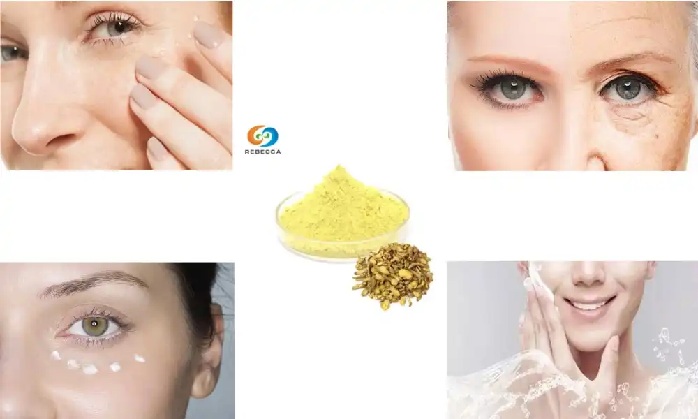 Scutellaria Extract for Anti-Aging and Skin Care